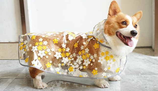 Are Dog Fur Coats Waterproof, and Should Dogs Wear Raincoats?